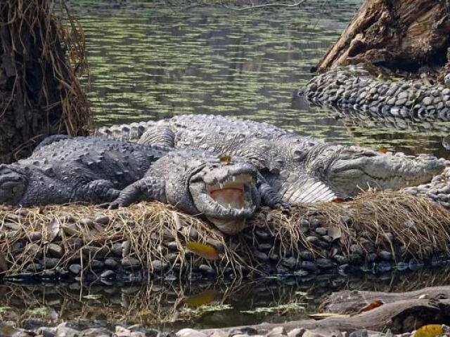 O crocodilo
