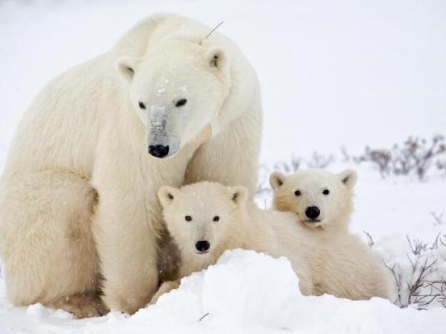 O urso polar