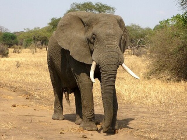 Elefante