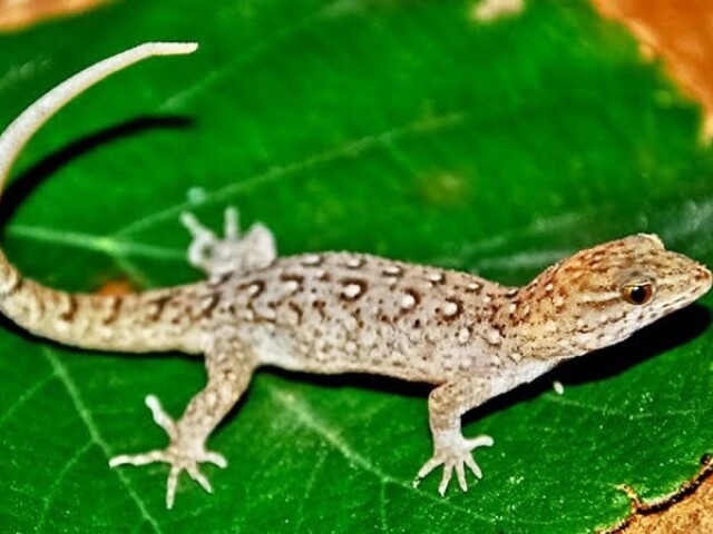 Lagarto