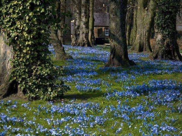 bosque