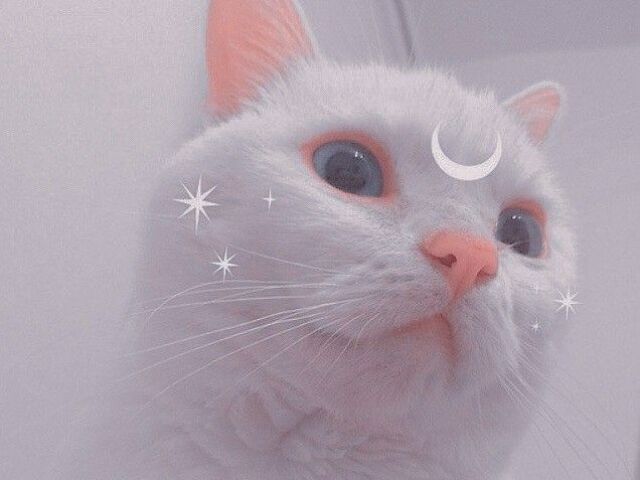 ♡*:.｡. Gato