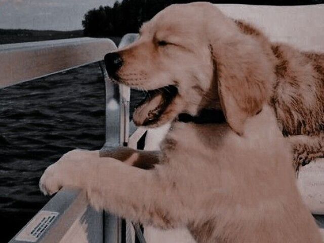 ♡*:.。. Cachorro
