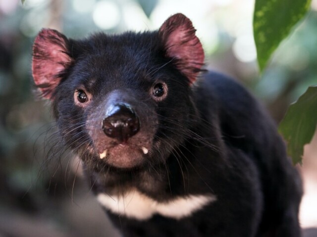 diabo da tasmania