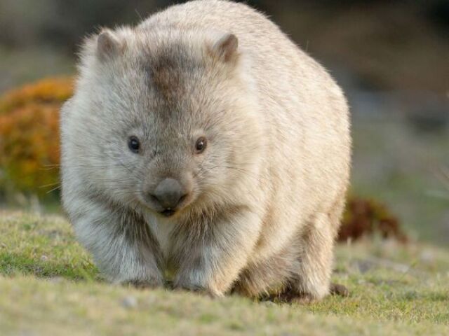 wombat