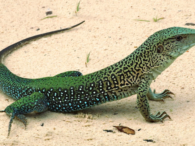 Lagarto