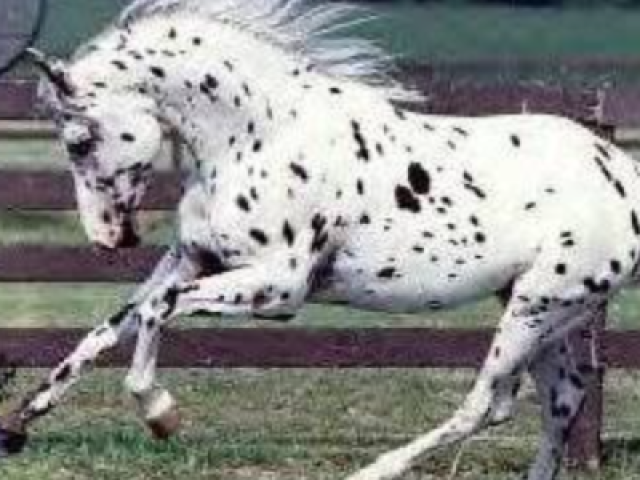 Appaloosa