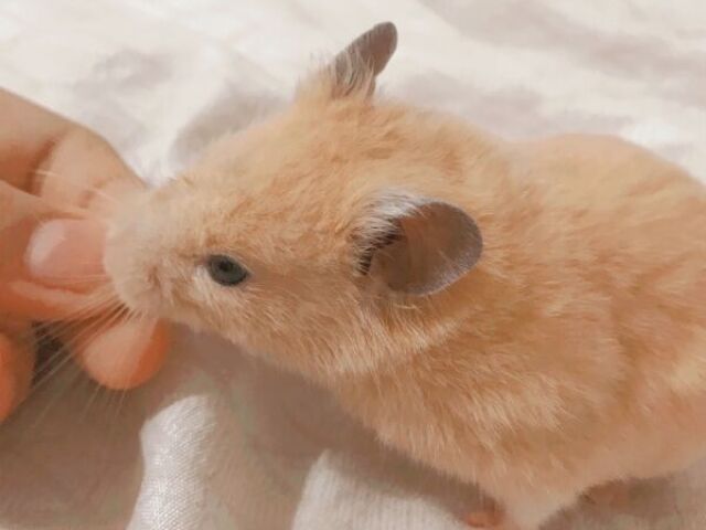 ༉ ‧₊˚✧ ꒱ Hamster ~