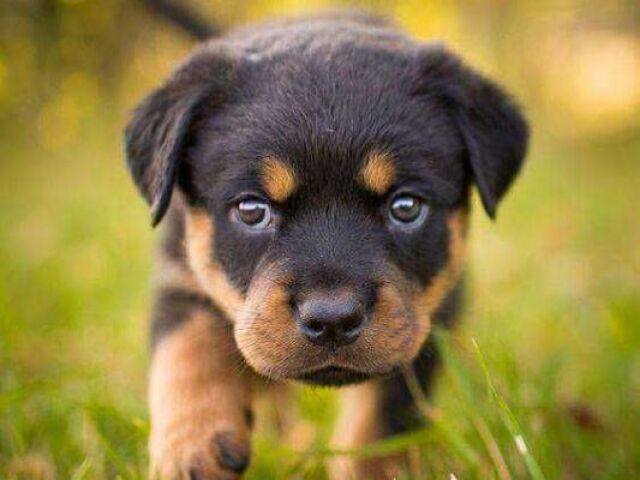 Rottweilers