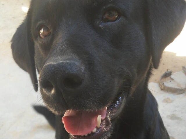 Labrador