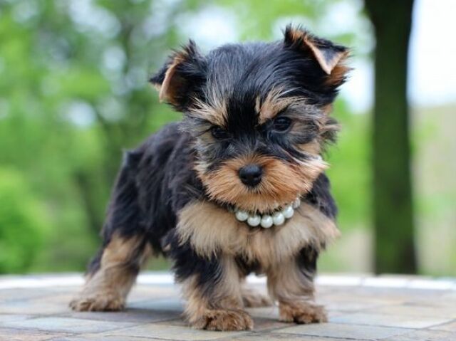 Yorkshire terrier