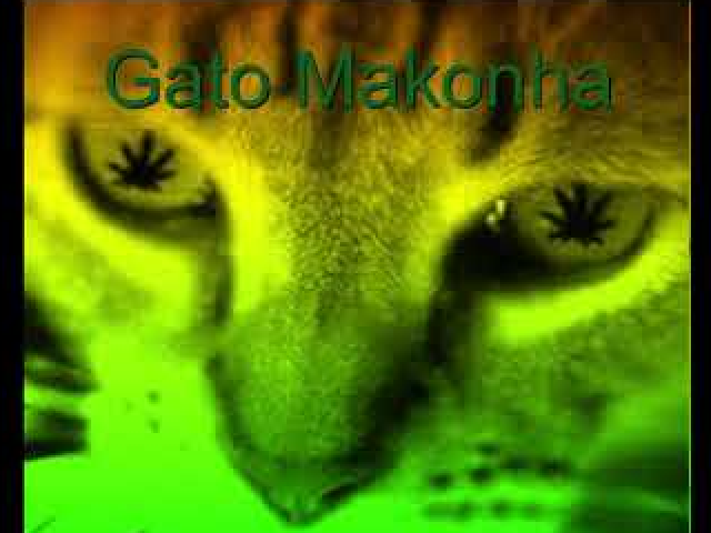 gato makonha