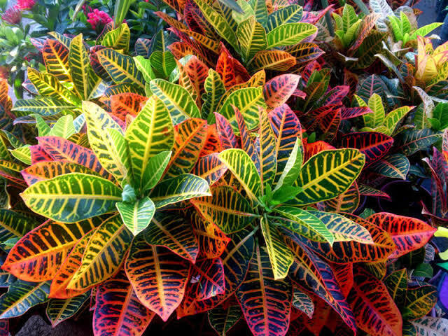 Croton