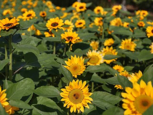 Flores amarelas