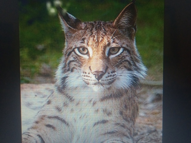 Lince