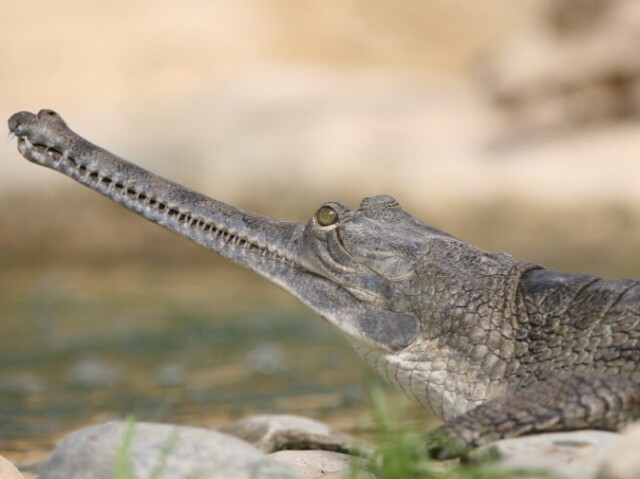 Gavial