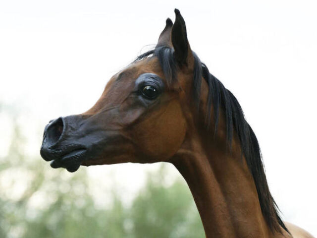 cavalo dos alienígenas