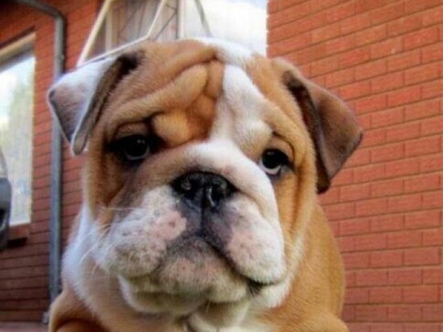 Bulldog