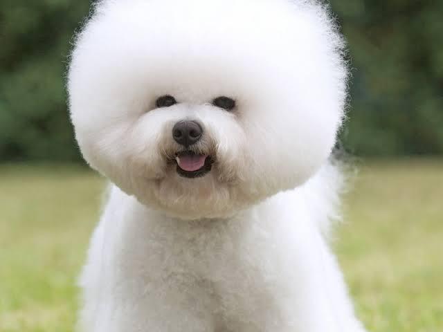 Bichon Frisé