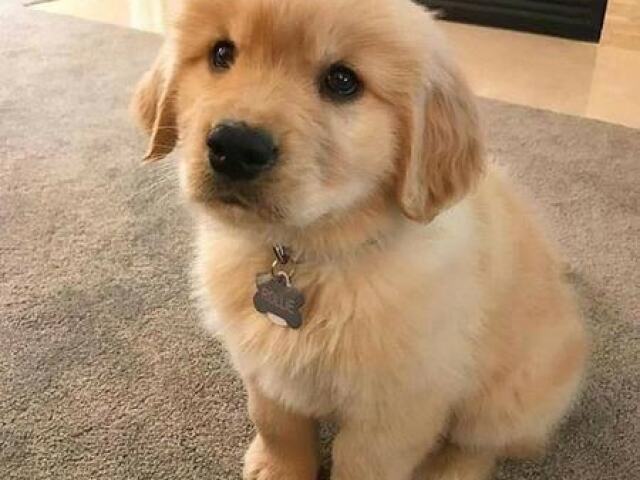 Golden Retriever