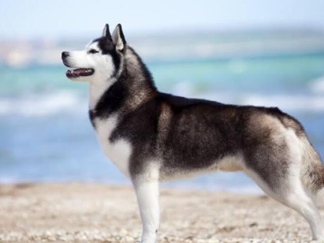 Husky Siberiano