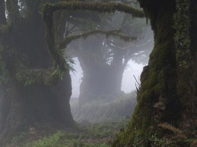 Uma floresta amaldiçoa