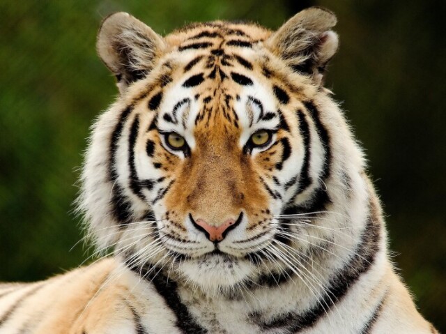 tigre