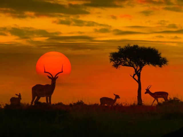Africana