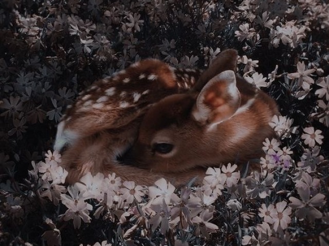 Bambi🐾