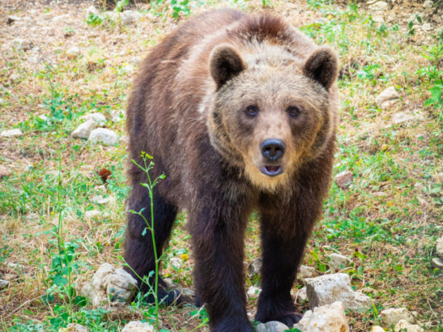 Urso, tigre, leão, cachorro e lobo.