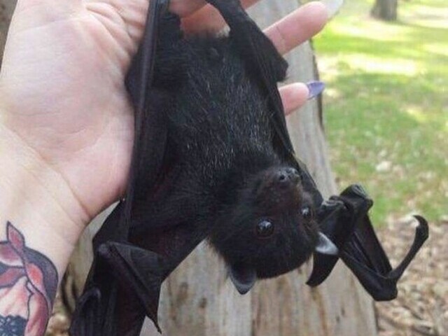 🦇