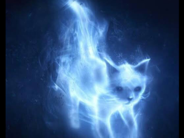 Gato🐱