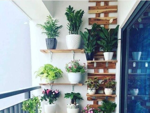 Mãe/Pai de Planta