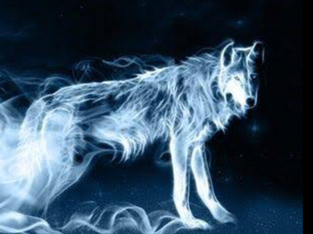 Lobo🐺