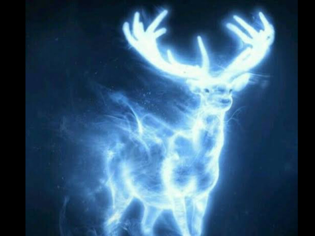 Cervo🦌