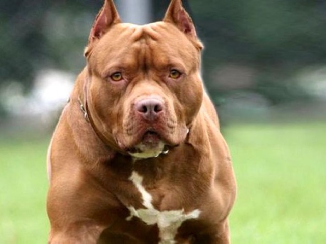 Pitbull