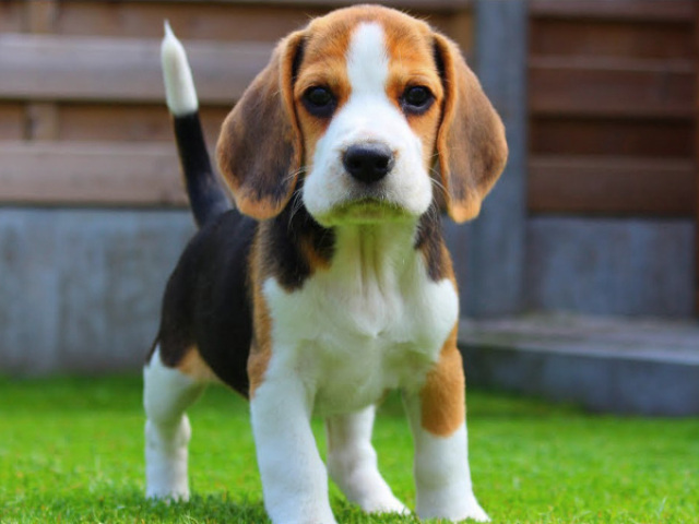 Beagle