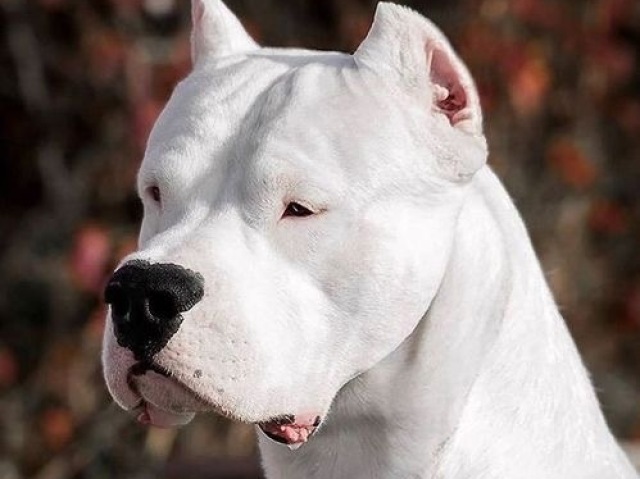 Dogo argentino