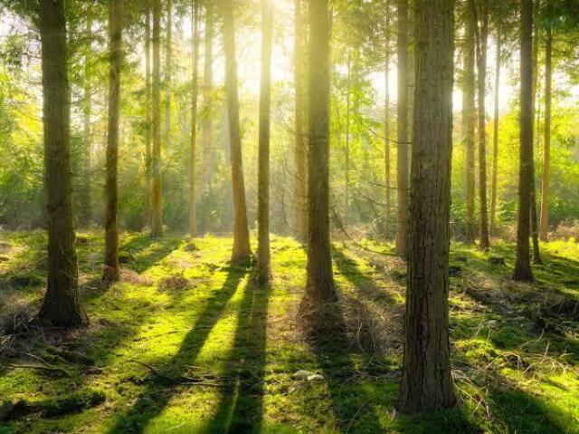 Cores verdes: Me lembra a natureza