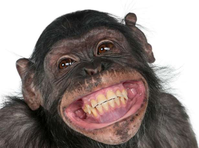 Macaco sorridente