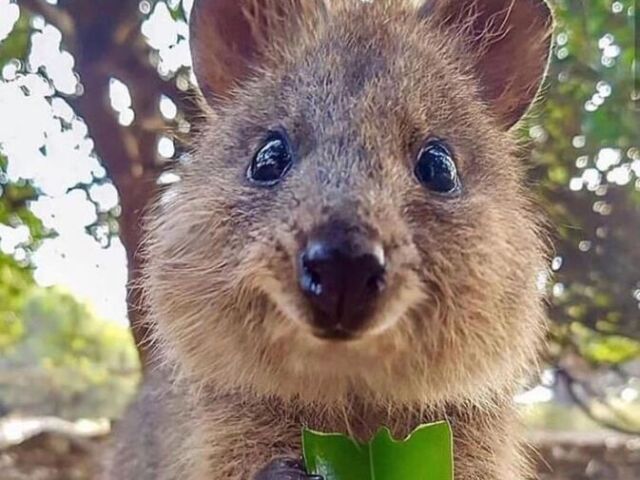 Ou um quokka?
(Eles são tão fofinhos neh gente😍😄)