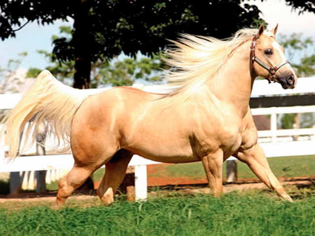 Cavalo