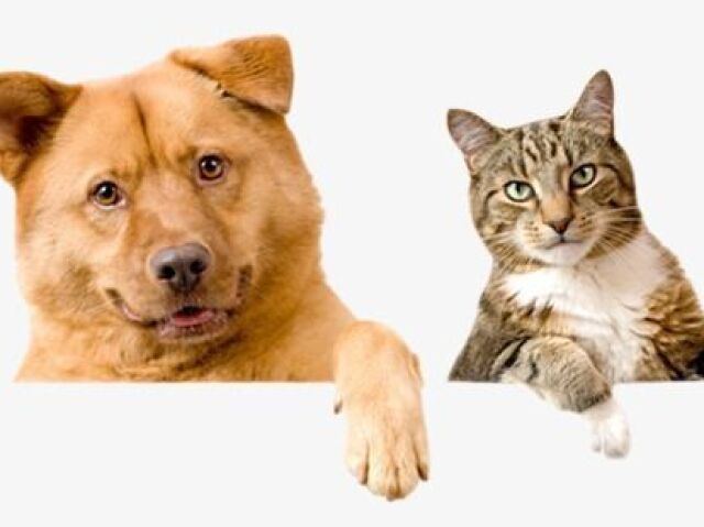 Animais Domésticos (cão, gato, cavalo...)