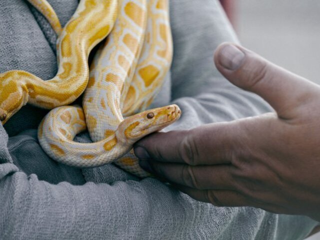 Animais Silvestres (cobra, sagui...)