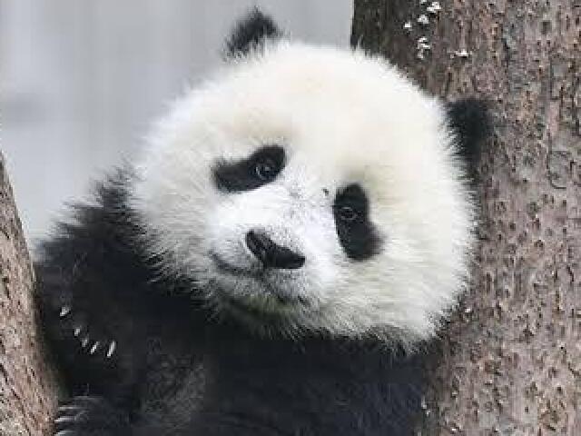 Panda🐼