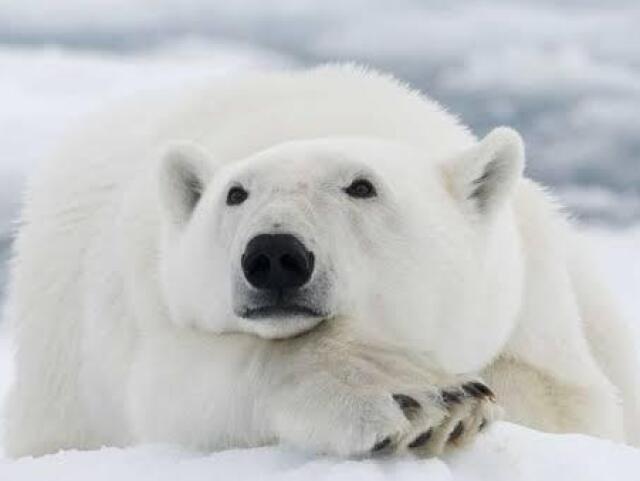 Urso polar🐻❄️