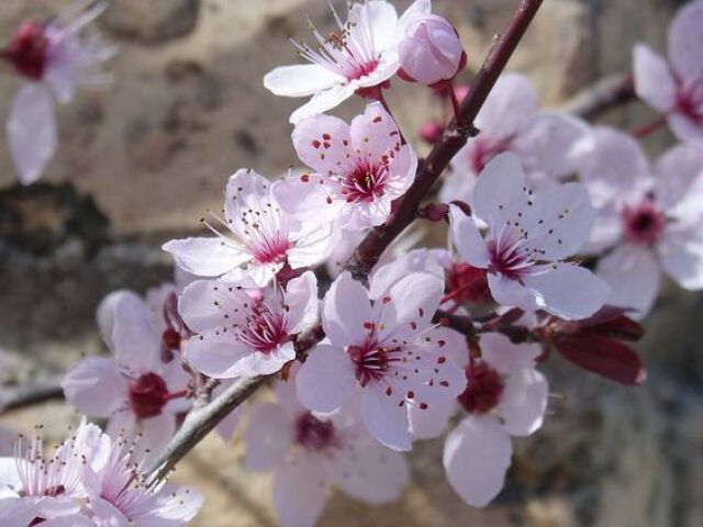 flor de cerejeira