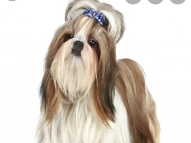 Shih tzu