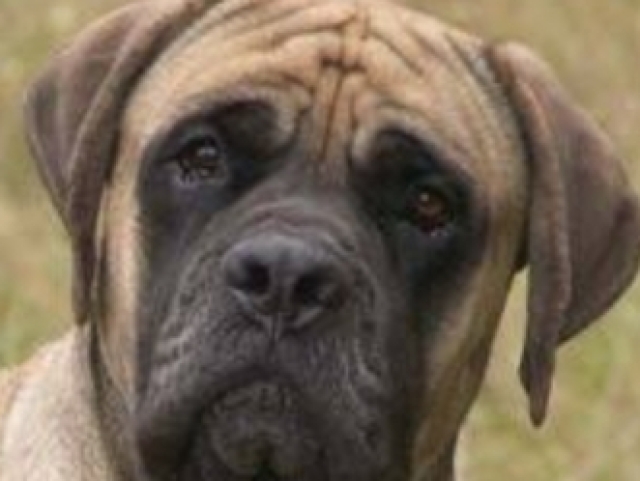 Mastiff