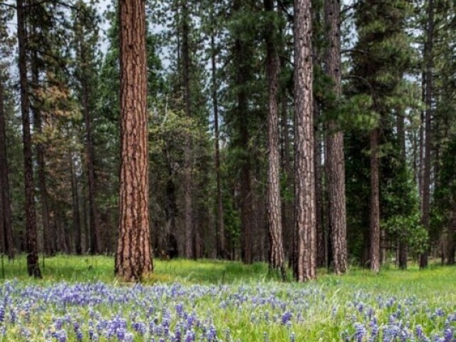 Primavera